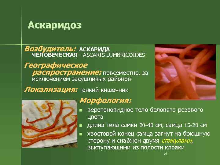 Аскаридоз Возбудитель: АСКАРИДА ЧЕЛОВЕЧЕСКАЯ - ASCARIS LUMBRICOIDES Географическое распространение: повсеместно, за исключением засушливых районов