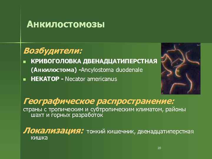 Анкилостомозы Возбудители: n КРИВОГОЛОВКА ДВЕНАДЦАТИПЕРСТНАЯ (Анкилостома) -Ancylostoma duodenale n НЕКАТОР - Necator americanus Географическое