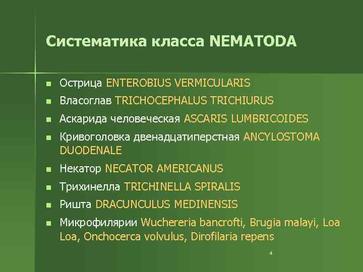 Систематика класса NEMATODA n Острица ENTEROBIUS VERMICULARIS n Власоглав TRICHOCEPHALUS TRICHIURUS n Аскарида человеческая