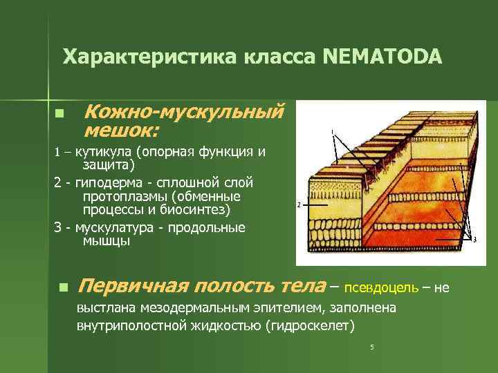 Характеристика класса NEMATODA n Кожно-мускульный мешок: 1 – кутикула (опорная функция и защита) 2