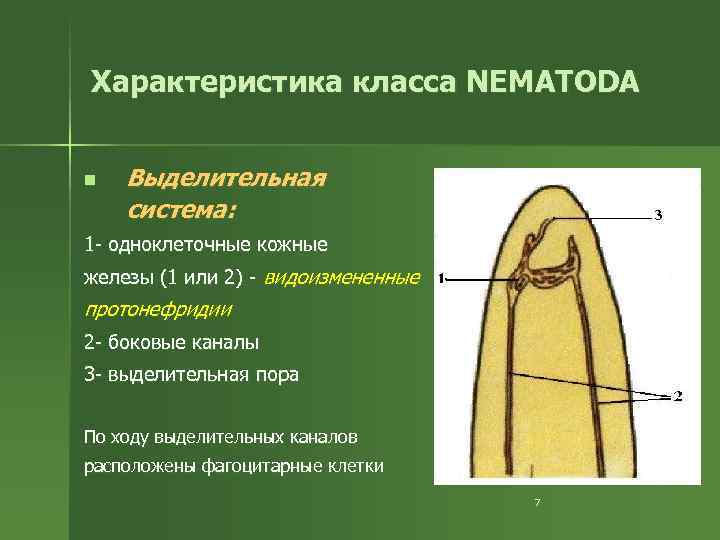 Характеристика класса NEMATODA n Выделительная система: 1 - одноклеточные кожные железы (1 или 2)