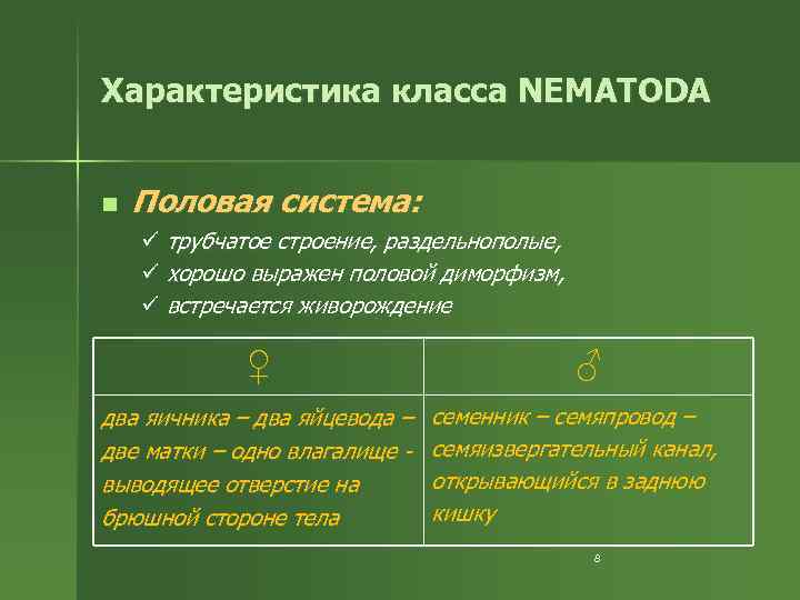 Характеристика класса NEMATODA n Половая система: ü трубчатое строение, раздельнополые, ü хорошо выражен половой