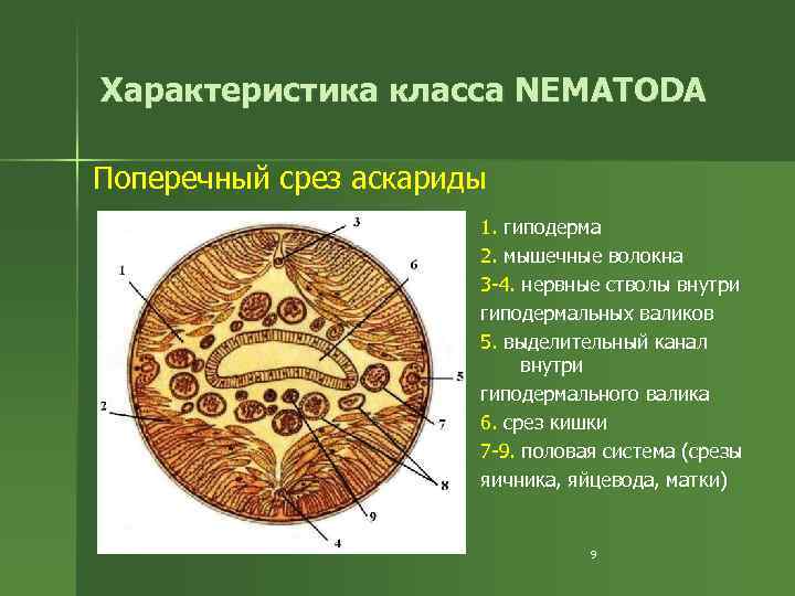 Характеристика класса NEMATODA Поперечный срез аскариды 1. гиподерма 2. мышечные волокна 3 -4. нервные