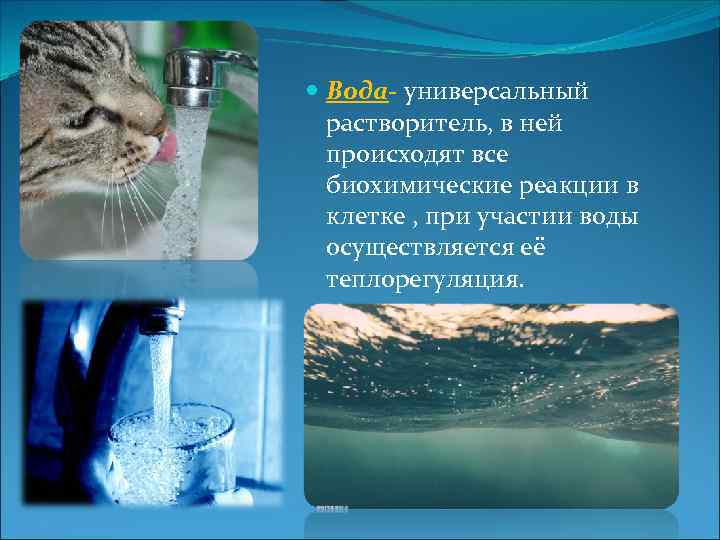  Вода- универсальный растворитель, в ней происходят все биохимические реакции в клетке , при