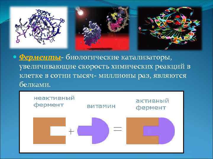  Ферменты- биологические катализаторы, увеличивающие скорость химических реакций в клетке в сотни тысяч- миллионы