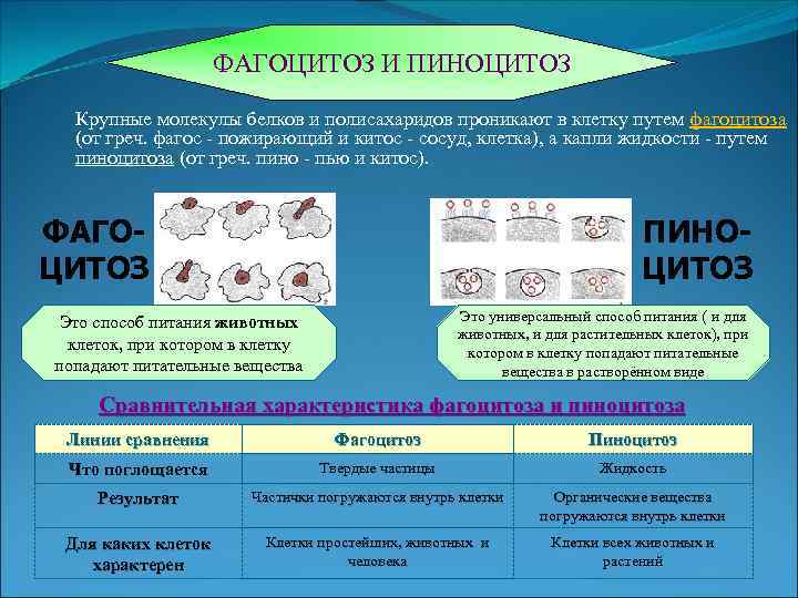 ФАГОЦИТОЗ И ПИНОЦИТОЗ Крупные молекулы белков и полисахаридов проникают в клетку путем фагоцитоза (от