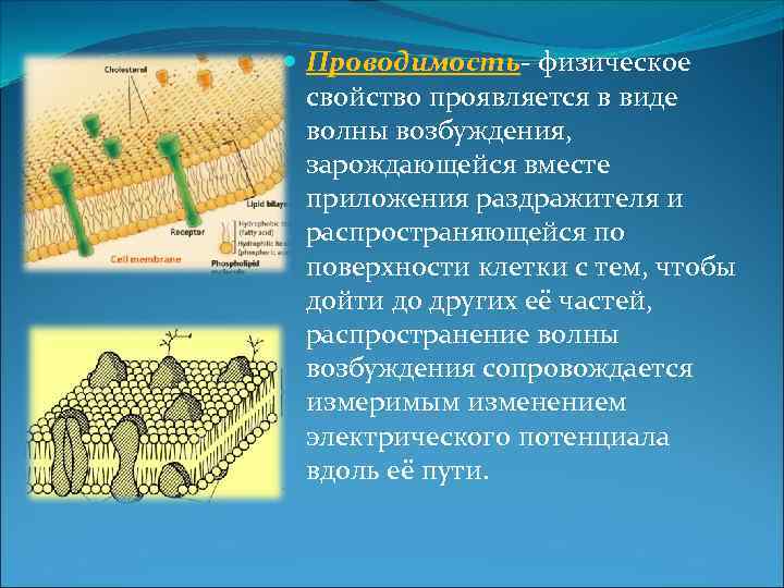  Проводимость- физическое свойство проявляется в виде волны возбуждения, зарождающейся вместе приложения раздражителя и