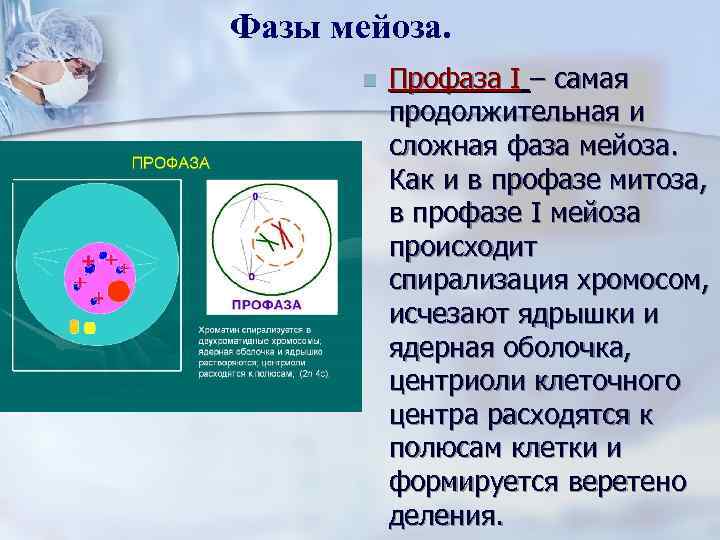 Спирализация хромосом происходит в фазе. Профаза 1 лептотена. Профаза мейоза 1. Профаза i. Фазы профазы.