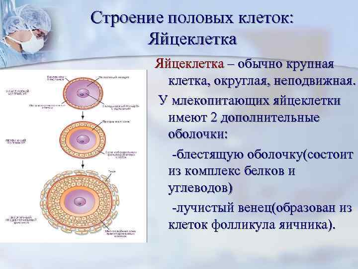 Яйцеклетка млекопитающего. Строение яйцеклетки Лучистый венец. Строение яйцеклетки оболочки. Лучистый венец яйцеклетки гистология. Лучистая оболочка яйцеклетки это.