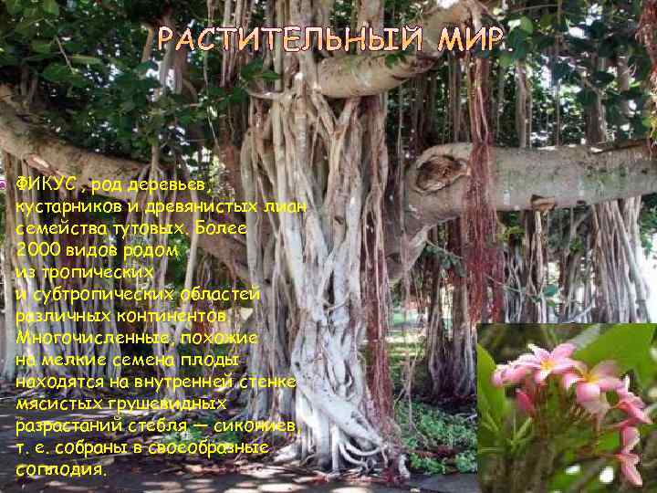  Дискония. Эти древовидные папоротники являются одними из  самых древних обитателей нашей планеты,