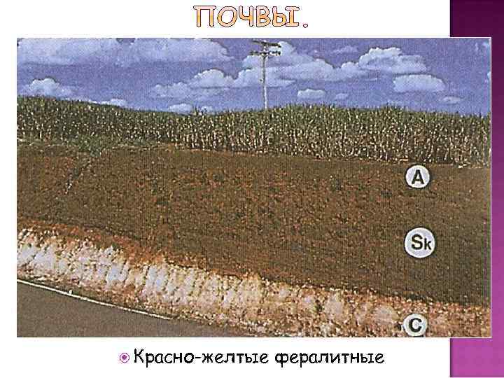     Гео.       Растительный  Животный