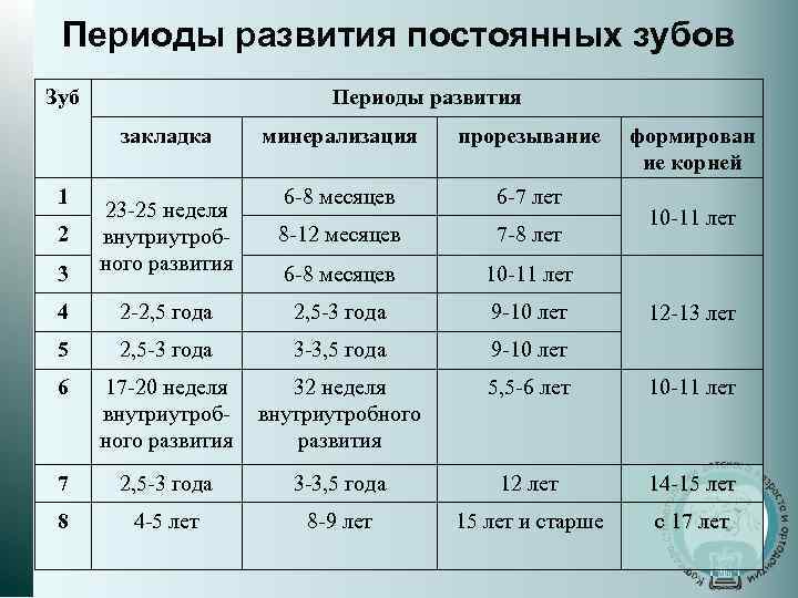 Временной период. Период формирования зачатков постоянных зубов. Сроки формирования и прорезывания постоянных зубов. Сроки прорезывания и минерализации зубов. Сроки формирования и прорезывания молочных зубов.