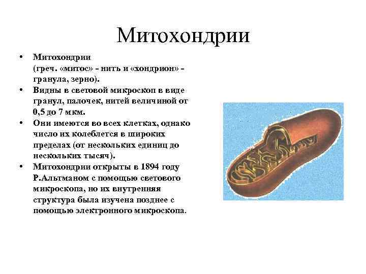 Митохондрии • • Митохондрии (греч. «митос» - нить и «хондрион» гранула, зерно). Видны в