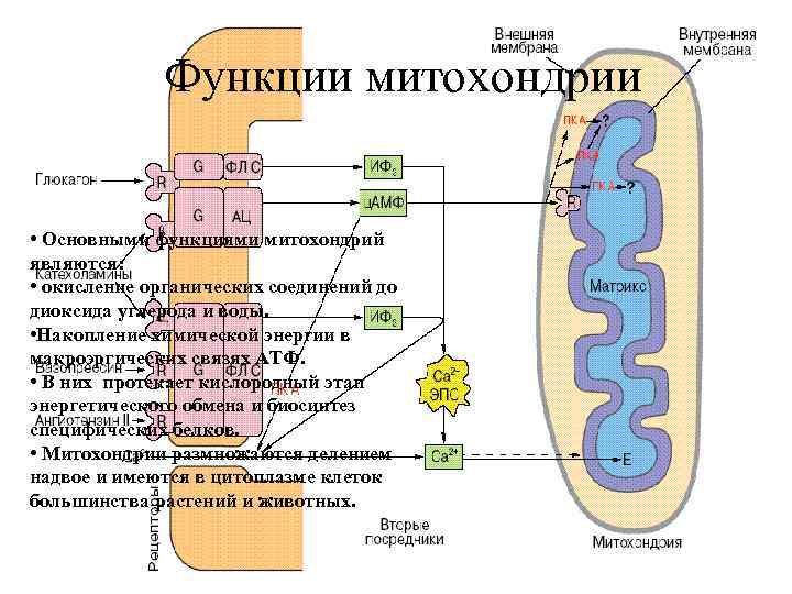 Синтез белка в митохондриях