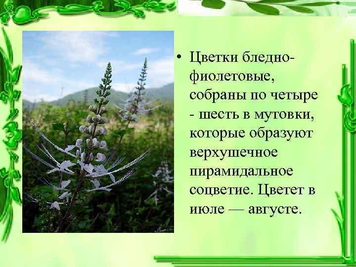  • Цветки бледнофиолетовые, собраны по четыре - шесть в мутовки, которые образуют верхушечное