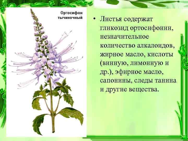  • Листья содержат гликозид ортосифонин, незначительное количество алкалоидов, жирное масло, кислоты (винную, лимонную