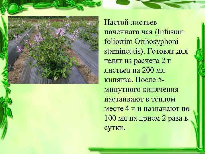  • Настой листьев почечного чая (Infusum foliortim Orthosyphoni stamineutis). Готовят для телят из