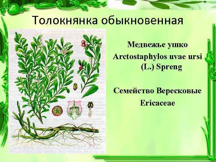 Толокнянка обыкновенная Медвежье ушко Arctostaphylos uvae ursi (L. ) Spreng Семейство Вересковые Ericaceae 