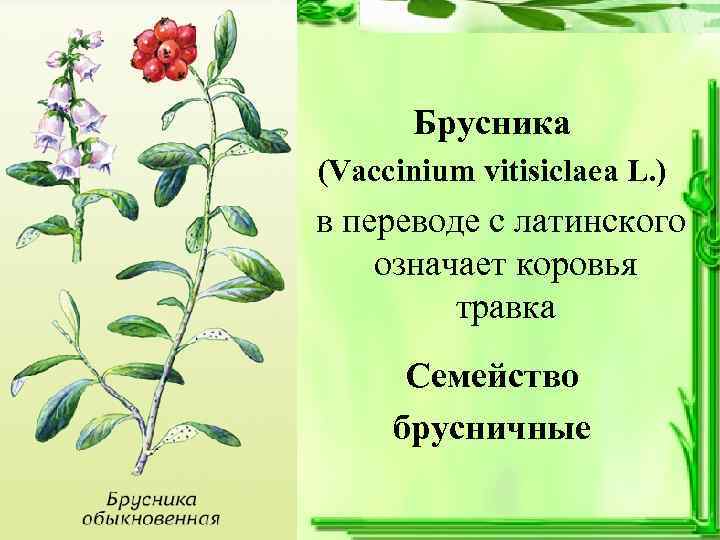 Брусника (Vaccinium vitisiclaea L. ) в переводе с латинского означает коровья травка Семейство брусничные