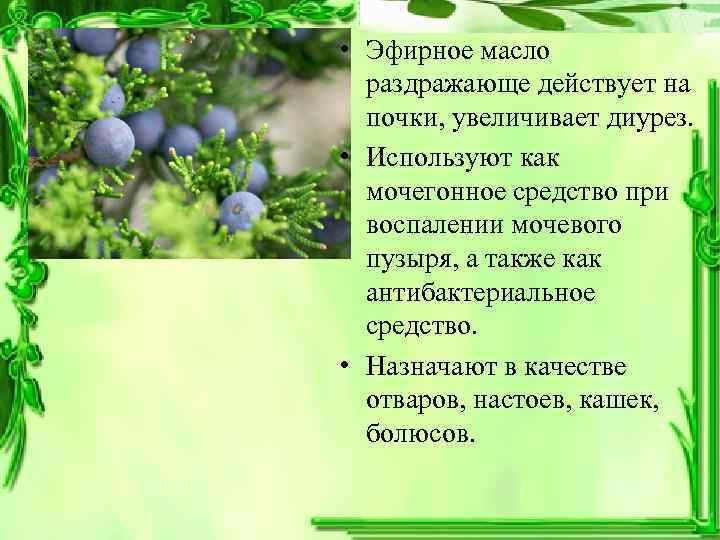  • Эфирное масло раздражающе действует на почки, увеличивает диурез. • Используют как мочегонное