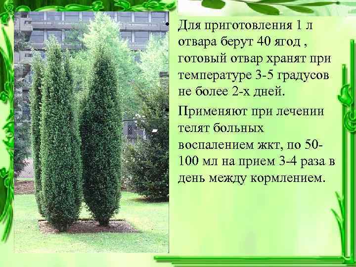  • Для приготовления 1 л отвара берут 40 ягод , готовый отвар хранят