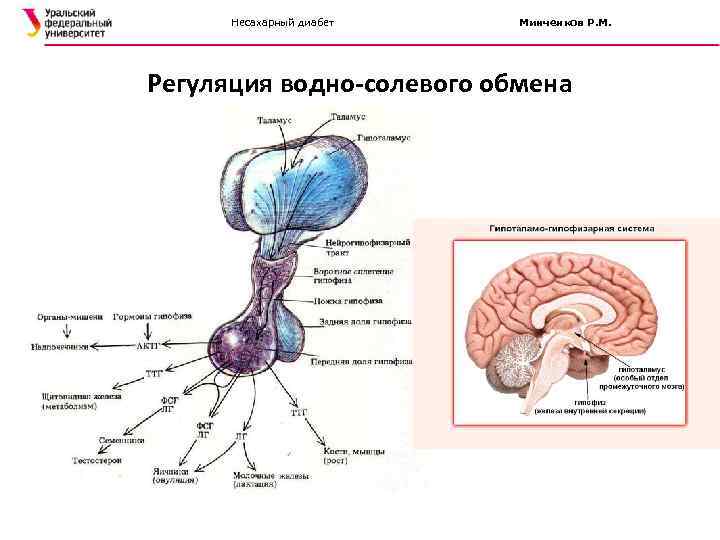  Несахарный диабет  Минченков Р. М. Регуляция водно-солевого обмена 