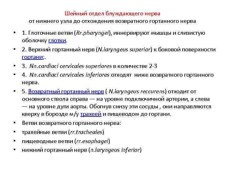 Шейный отдел блуждающего нерва от нижнего узла до отхождения возвратного гортанного нерва • 1.