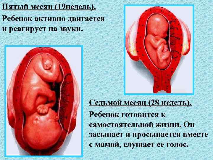 Пятый месяц (19 недель). Ребенок активно двигается и реагирует на звуки. Пятый месяц (19 недель). Ребенок активно двигается и реагирует на звуки.