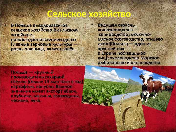  Сельское хозяйство • В Польше высокоразвитое сельское хозяйство. В сельском хозяйстве преобладает растениеводство