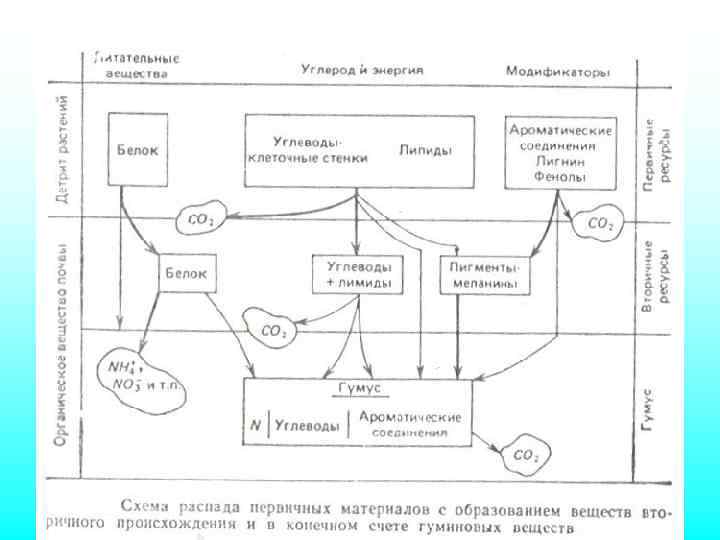 Экспериментальная оценка кинетических констант деструкции растительного опада (Смагин и др. , 2001) 