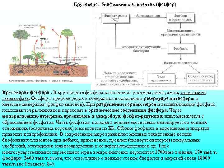 Круговорот железа схема