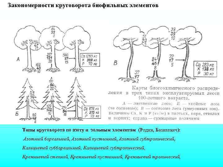 Закономерности круговорота биофильных элементов Типы круговорота по азоту и зольным элементам (Родин, Базилевич): Азотный