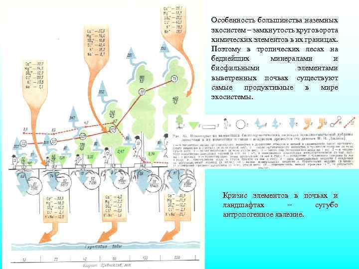 Особенность большинства наземных экосистем – замкнутость круговорота химических элементов в их границах. Поэтому в