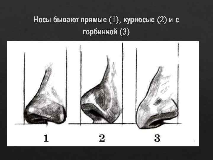 Носы бывают прямые (1), курносые (2) и с горбинкой (3) 