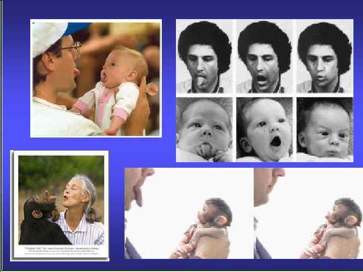 МЕХАНИЗМЫ УСВОЕНИЯ ВИДОСПЕЦИФИЧЕСКОГО И СОЦИОКУЛЬТУРНОГО ОПЫТА 1. Механизм импринтирования среды ЦЕЛОСТНОСТЬ ВОСПРИЯТИЯ 2. Механизм