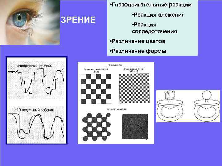 Реакция зрения. Глазодвигательные реакции. Схема глазодвигательных реакций. Зрительная реакция. Глазодвигательные реакции в психологии.