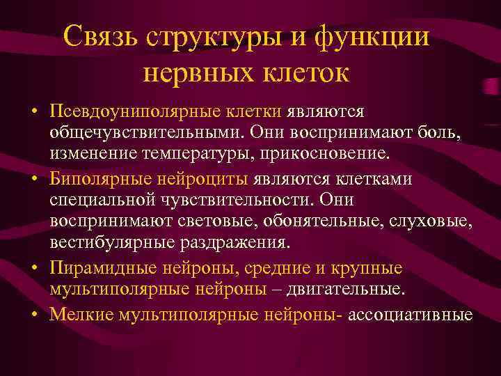 Связь структуры и функции нервных клеток • Псевдоуниполярные клетки являются общечувствительными. Они воспринимают боль,