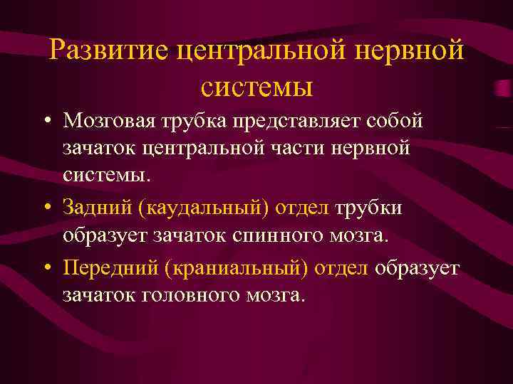Развитие центральной нервной системы • Мозговая трубка представляет собой зачаток центральной части нервной системы.