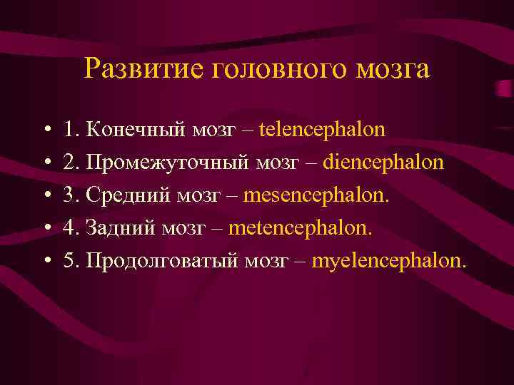 Развитие головного мозга • • • 1. Конечный мозг – telencephalon 2. Промежуточный мозг