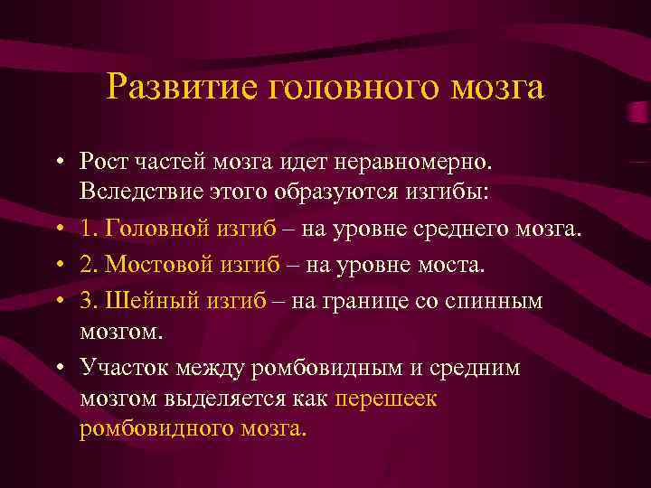 Развитие головного мозга • Рост частей мозга идет неравномерно. Вследствие этого образуются изгибы: •