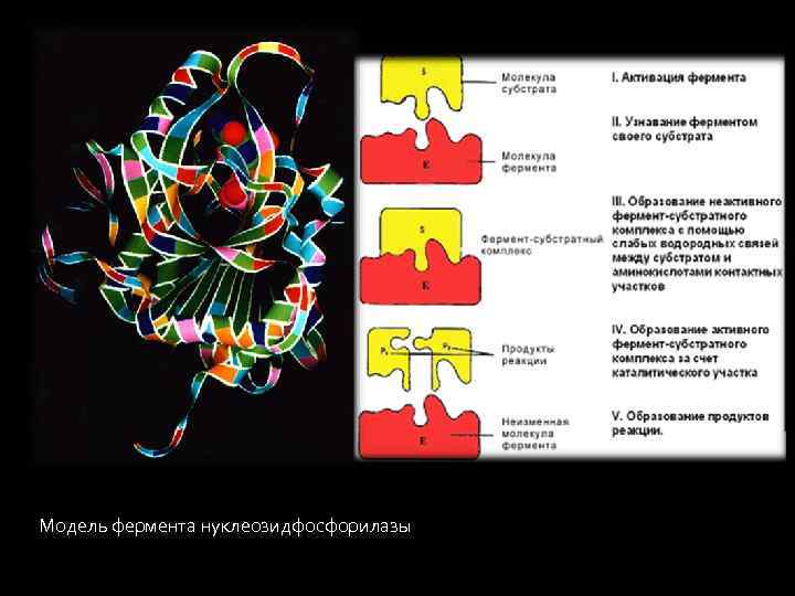 Модель фермента нуклеозидфосфорилазы 