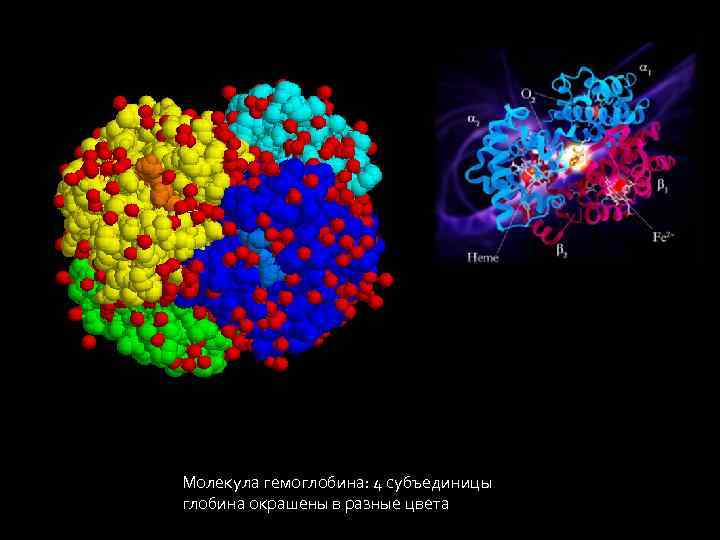Какое соединение молекулы гемоглобина с кислородом. Молекула гемоглобина. Структура молекулы гемоглобина. Молекула белка гемоглобина. Схема молекулы гемоглобина.