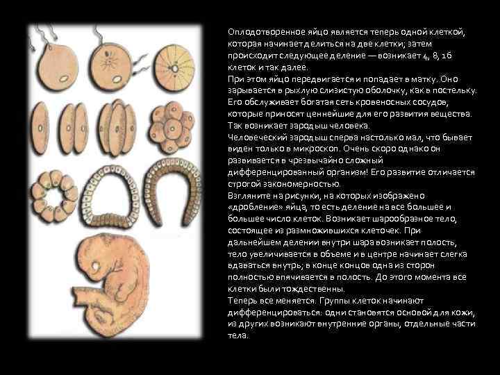 Оплодотворенное яйцо является теперь одной клеткой, которая начинает делиться на две клетки; затем происходит