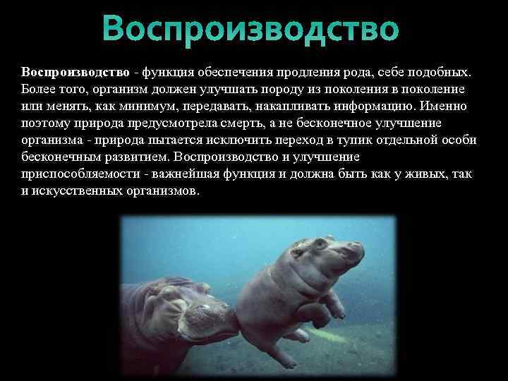 Воспроизводство - функция обеспечения продления рода, себе подобных. Более того, организм должен улучшать породу