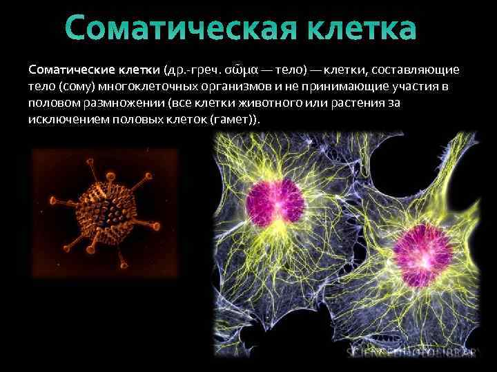 Соматические клетки тела. Соматические клетки. Соматические клетки животных. Виды соматических клеток. Соматические клетки в организме человека делятся:.