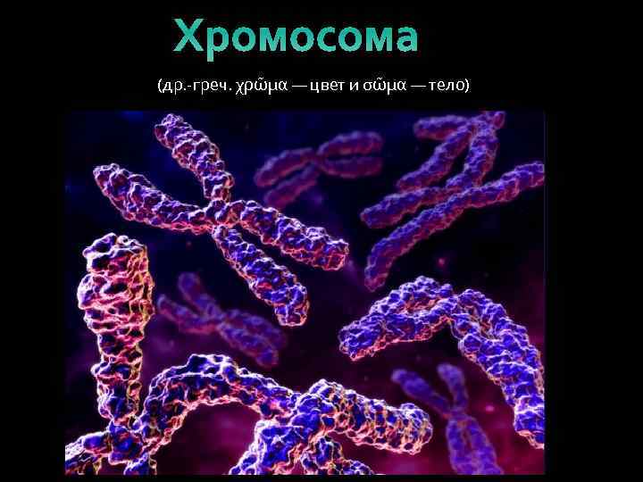 Хромосома (др. -греч. χρῶμα — цвет и σῶμα — тело) 