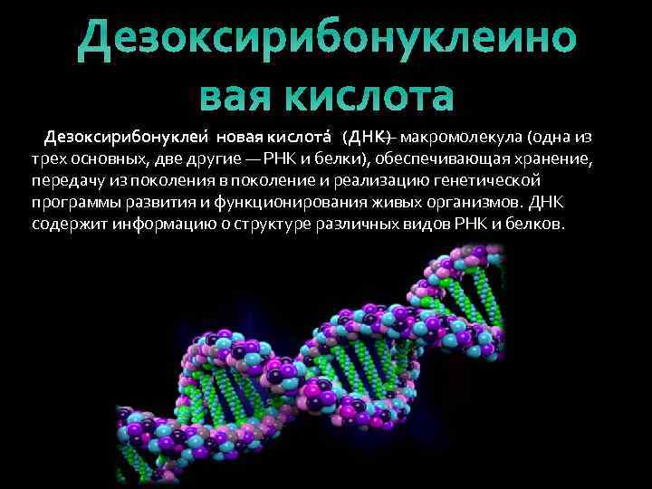 Функции передачи наследственной информации выполняют. Макромолекула ДНК. Строение макромолекулы ДНК. Макромолекула дезоксирибонуклеиновая кислота. ДНК макромолекула обеспечивающая.