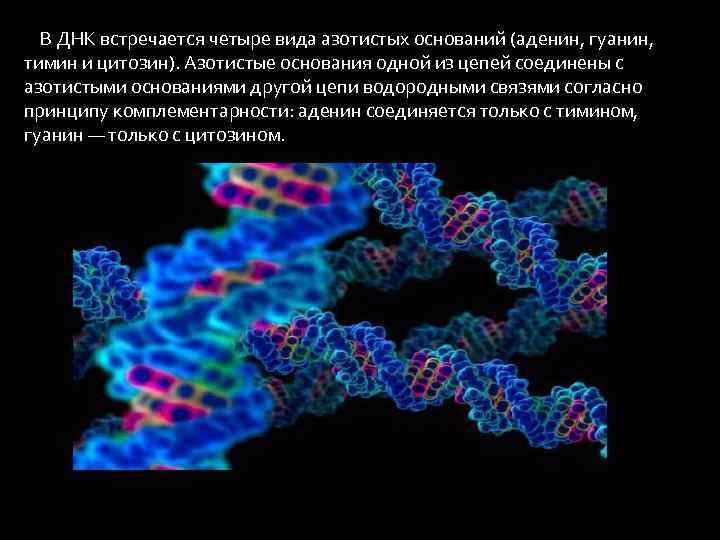 В ДНК встречается четыре вида азотистых оснований (аденин, гуанин, тимин и цитозин). Азотистые основания
