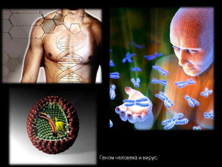 Геном человека и вирус. 