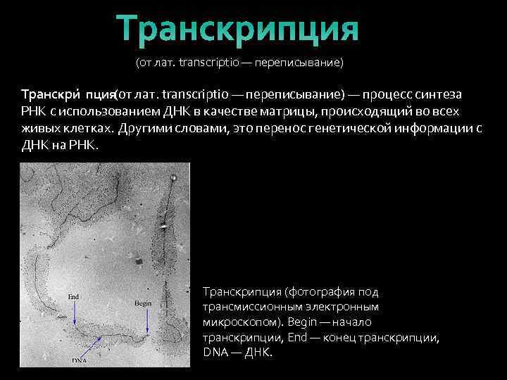 Транскрипция (от лат. transcriptio — переписывание) Транскри пция(от лат. transcriptio — переписывание) — процесс